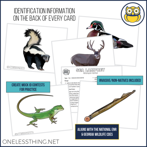 Wildlife Identification, LAMINATED CARDS - Image 2