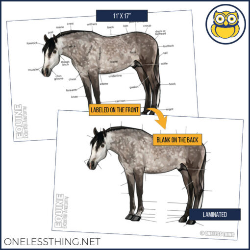 Livestock Anatomy Posters, Set of 7 (REVISED) - Image 2