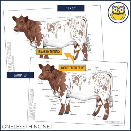 Livestock Anatomy Posters, Set of 7 (REVISED) - Image 3