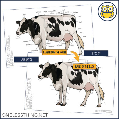 Livestock Anatomy Posters, Set of 7 (REVISED) - Image 4