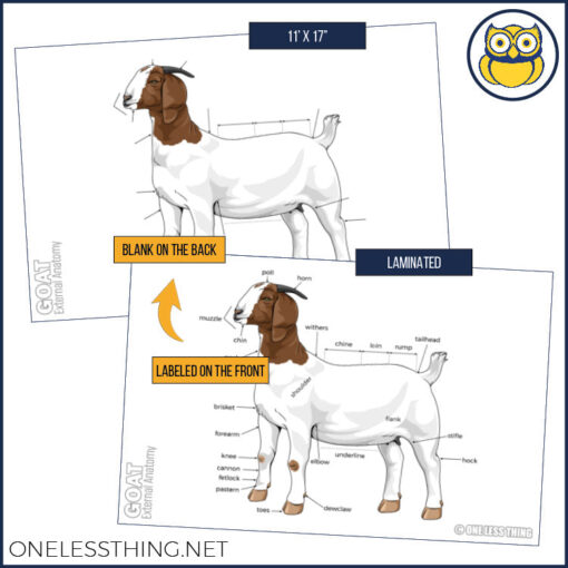 Livestock Anatomy Posters, Set of 7 (REVISED) - Image 5