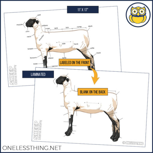 Livestock Anatomy Posters, Set of 7 (REVISED) - Image 6