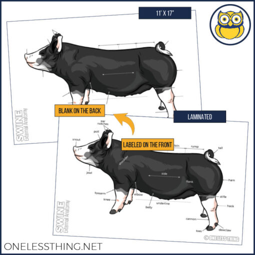 Livestock Anatomy Posters, Set of 7 (REVISED) - Image 7