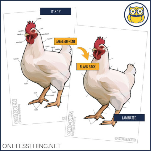 Livestock Anatomy Posters, Set of 7 (REVISED) - Image 8