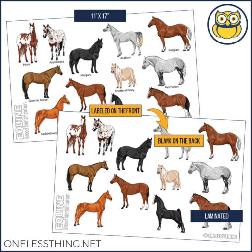 Livestock Breeds Posters, Set of 7 - Image 2