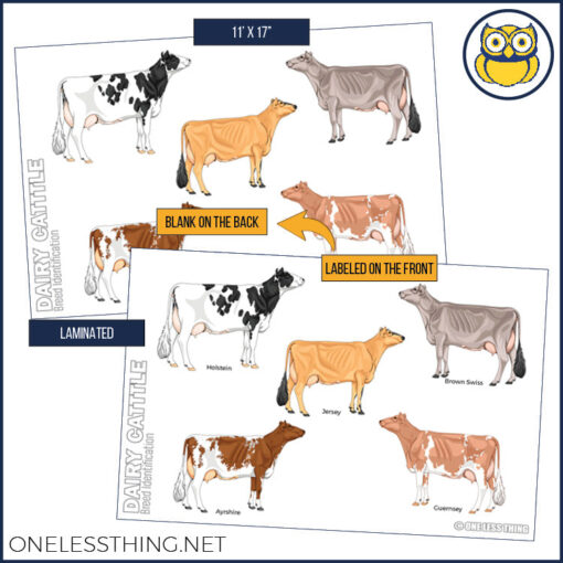 Livestock Breeds Posters, Set of 7 - Image 3