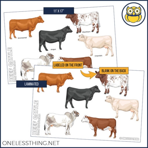 Livestock Breeds Posters, Set of 7 - Image 4