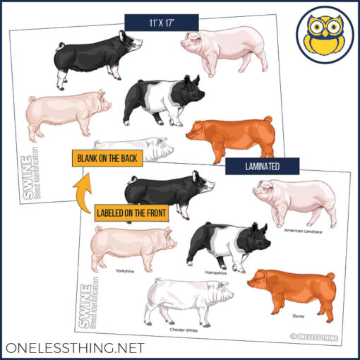 Livestock Breeds Posters, Set of 7 - Image 5