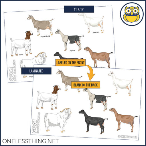 Livestock Breeds Posters, Set of 7 - Image 6