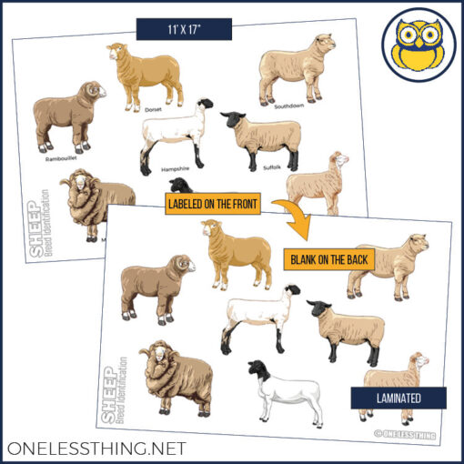 Livestock Breeds Posters, Set of 7 - Image 7