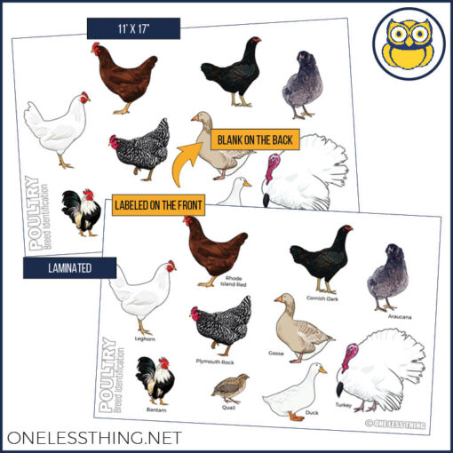 Livestock Breeds Posters, Set of 7 - Image 8