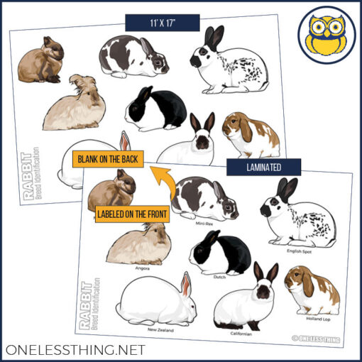 Small Animal Breeds Posters, Set of 12 - Image 10