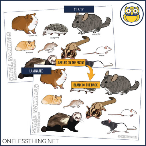 Small Animal Breeds Posters, Set of 12 - Image 11