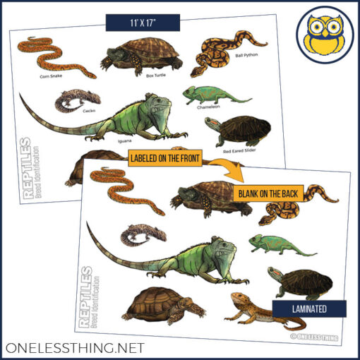 Small Animal Breeds Posters, Set of 12 - Image 13