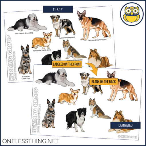 Small Animal Breeds Posters, Set of 12 - Image 2