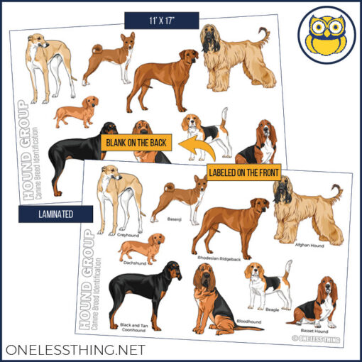 Small Animal Breeds Posters, Set of 12 - Image 3