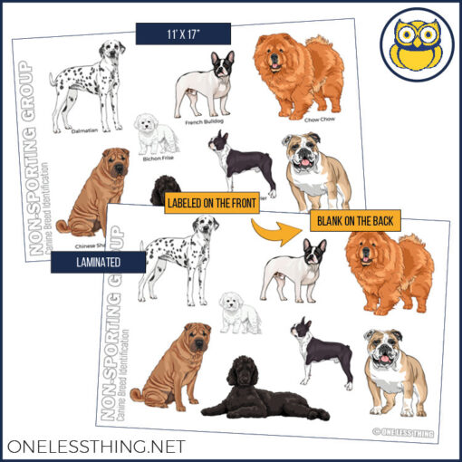 Small Animal Breeds Posters, Set of 12 - Image 4