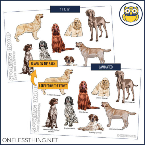 Small Animal Breeds Posters, Set of 12 - Image 5