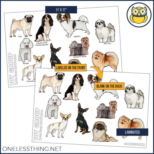 Small Animal Breeds Posters, Set of 12 - Image 7