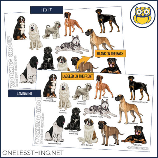 Small Animal Breeds Posters, Set of 12 - Image 8