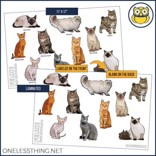 Small Animal Breeds Posters, Set of 12 - Image 9