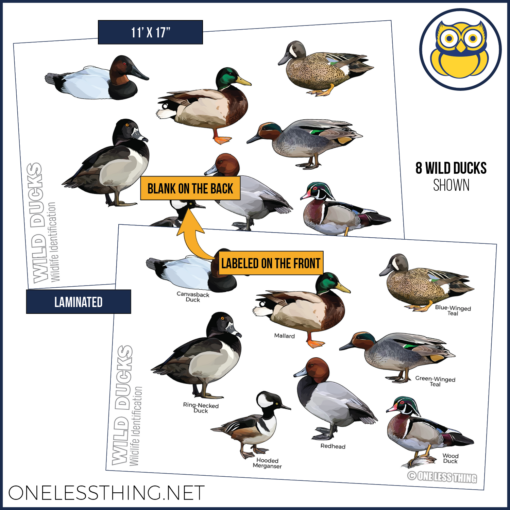 Wildlife Identification Posters, Set of 15 - Image 9