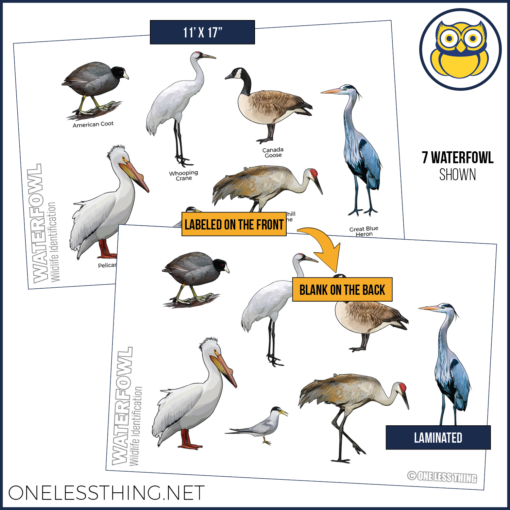 Wildlife Identification Posters, Set of 15 - Image 10