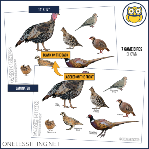 Wildlife Identification Posters, Set of 15 - Image 11