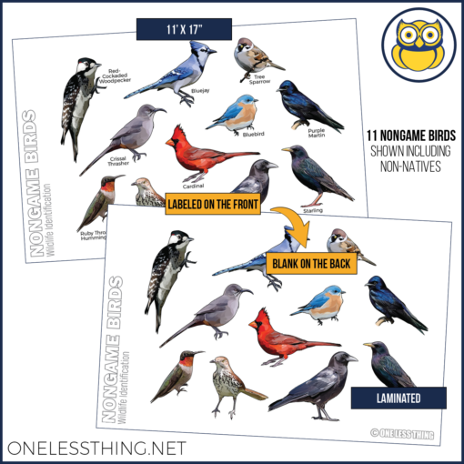 Wildlife Identification Posters, Set of 15 - Image 12