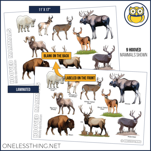 Wildlife Identification Posters, Set of 15 - Image 13