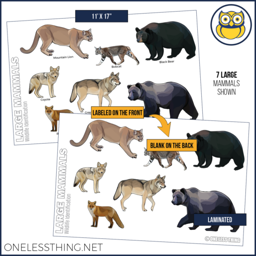 Wildlife Identification Posters, Set of 15 - Image 14