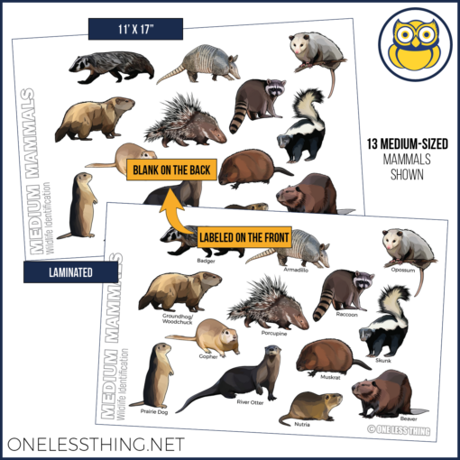 Wildlife Identification Posters, Set of 15 - Image 15