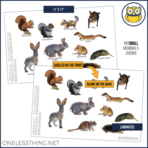 Wildlife Identification Posters, Set of 15 - Image 16